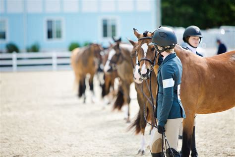 horseshowsonline|Show Horse .